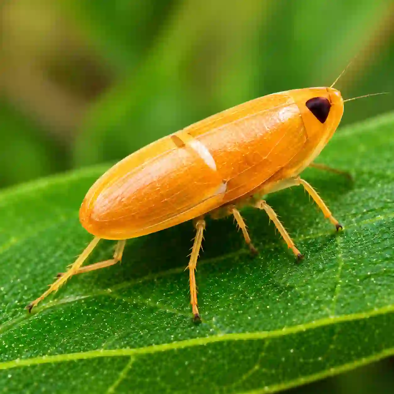 Brown Planthopper