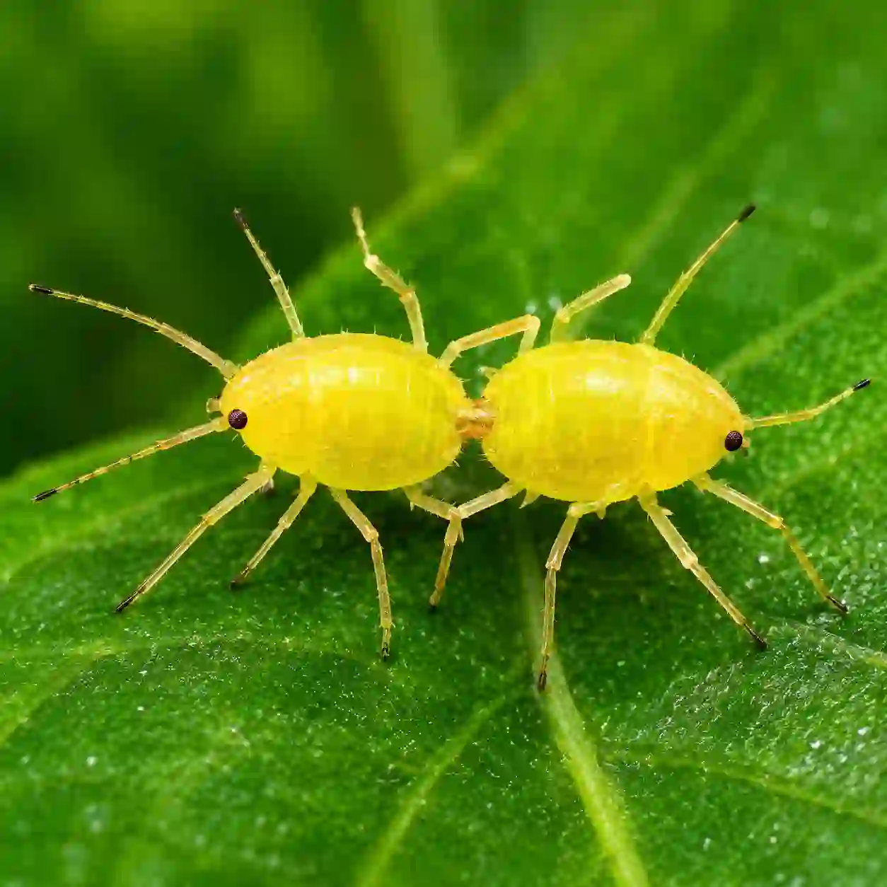 Thrips